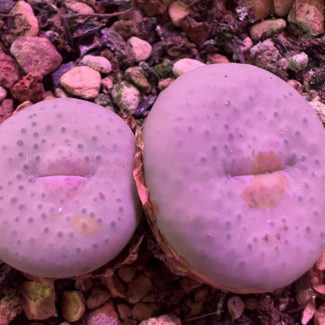 粉唇大型奶油嘴 肉锥植物