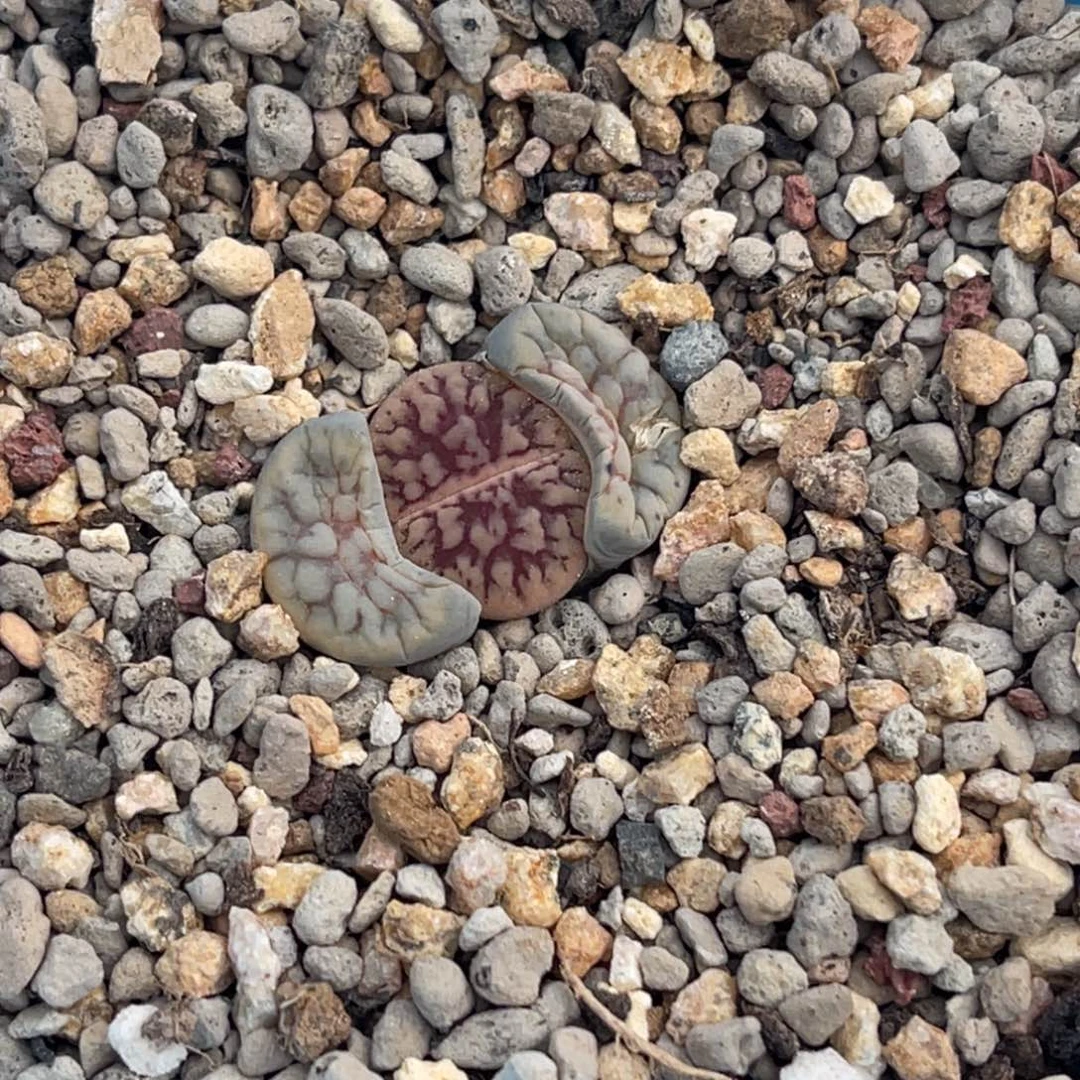 7073粗红纹线招福一颗