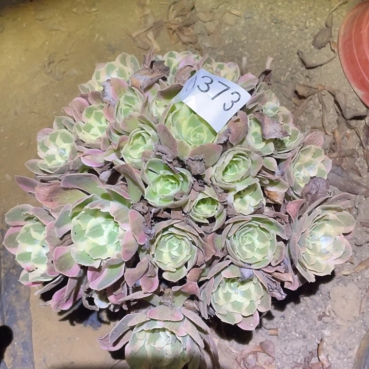 多肉植物法师373妖月