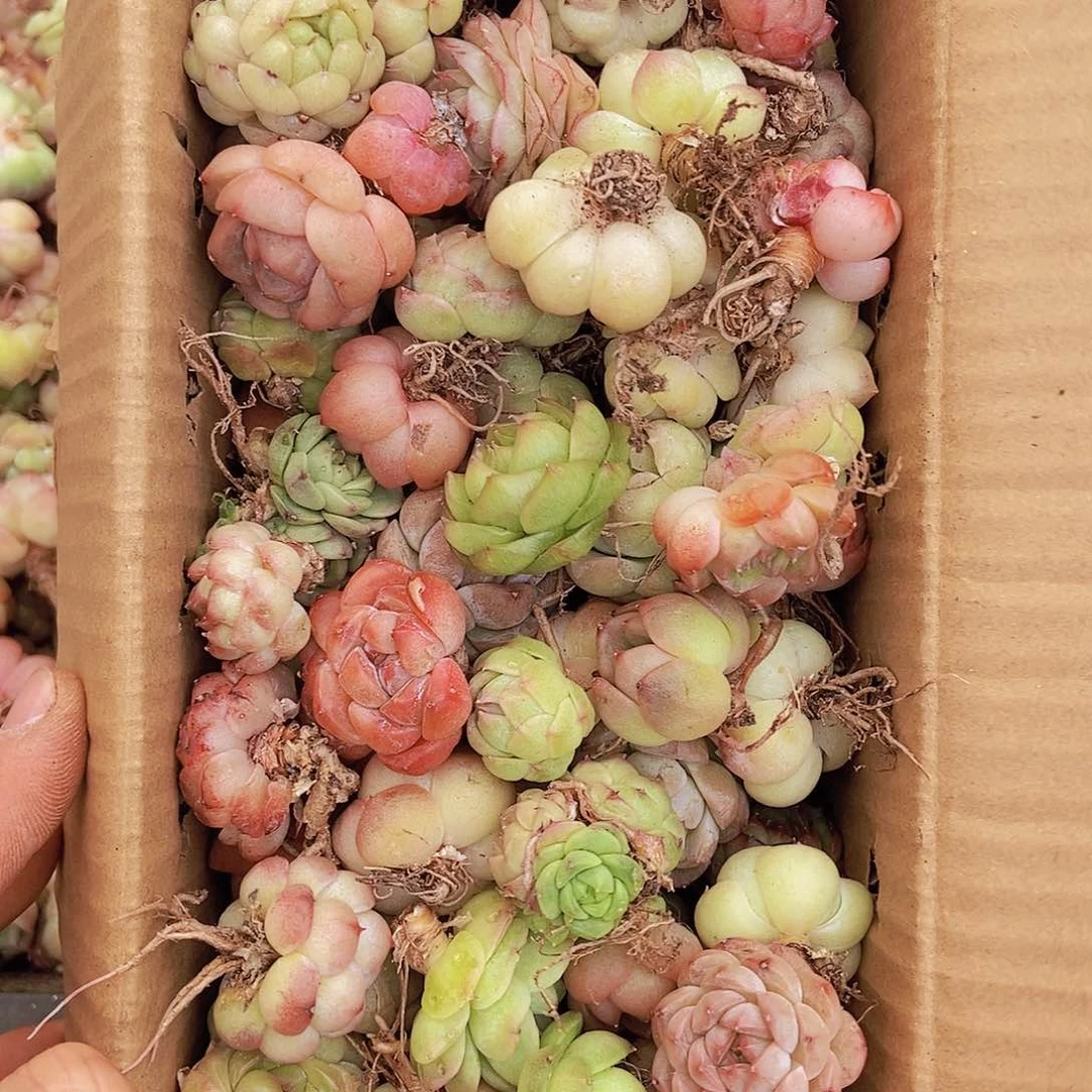 00000000000002量拍保底50颗