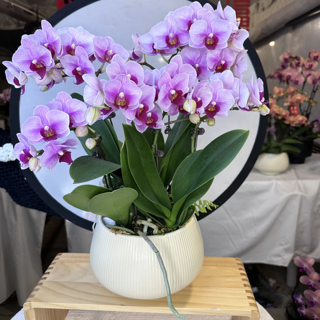 蝴蝶兰【宝贝】渐变色花期长耐开耐摆绿植室内植株高端花卉基地5