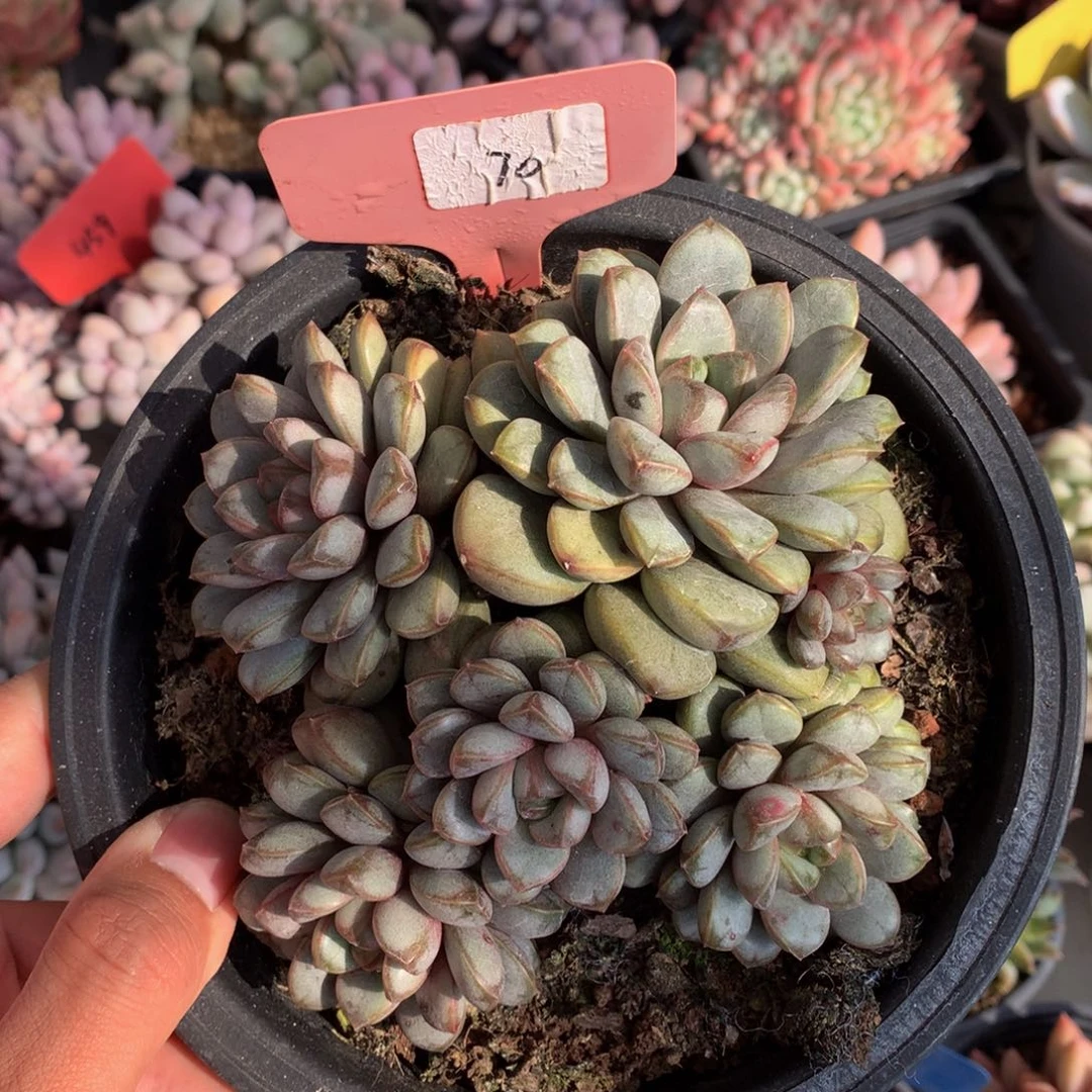 大葡萄444555556666