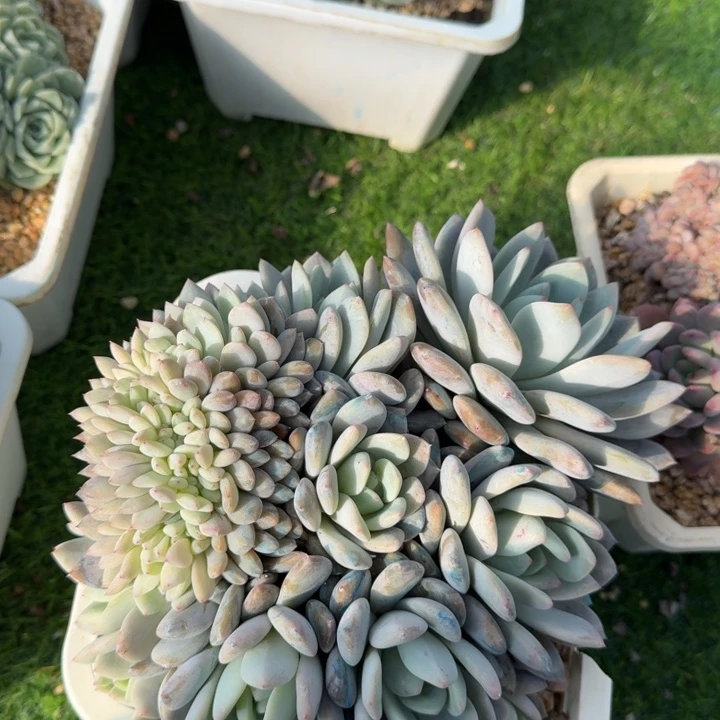 橙子缀多肉植物绿植