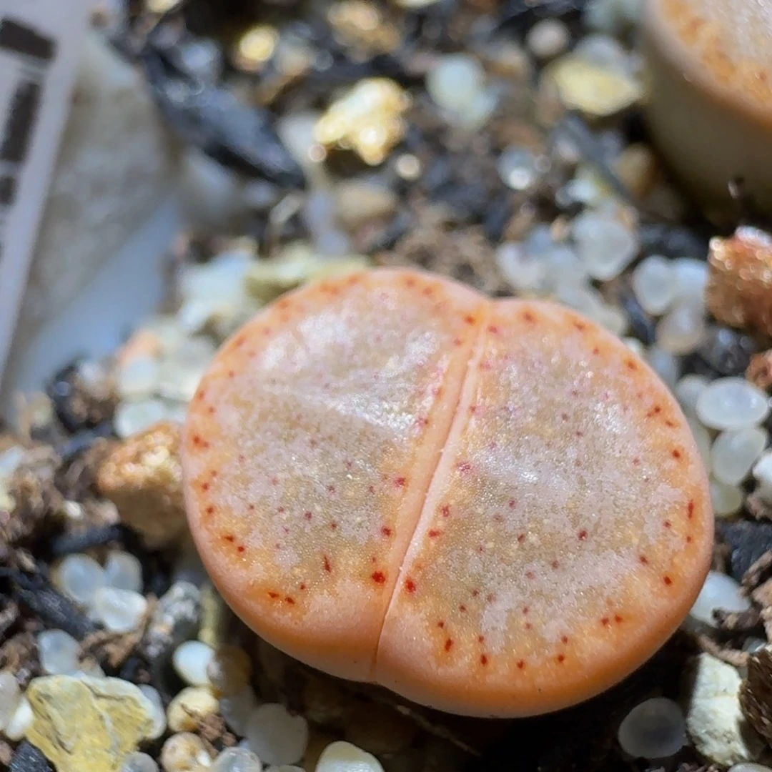 Ssss捡漏了便宜1161