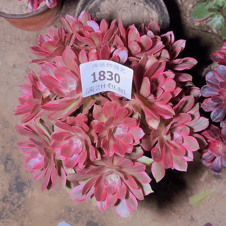 瞬***远1830随机四颗法师多肉