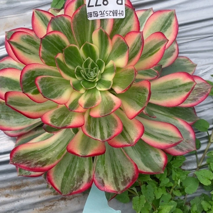 晴*贝877黑膜锦多肉12345678