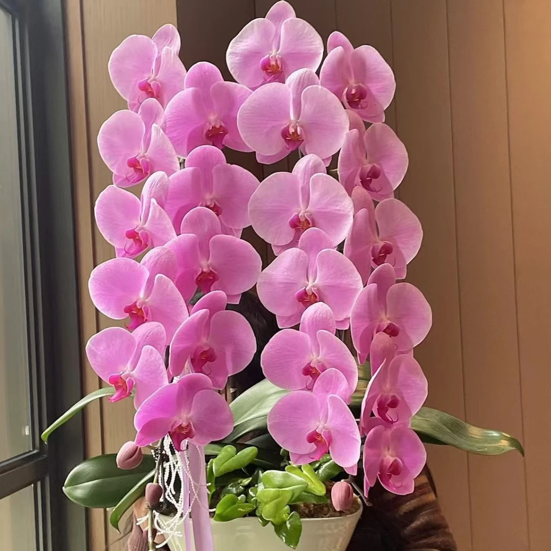 【粉冠军蝴蝶兰～夫妻俩的小花园】叶片油亮3.5寸加高