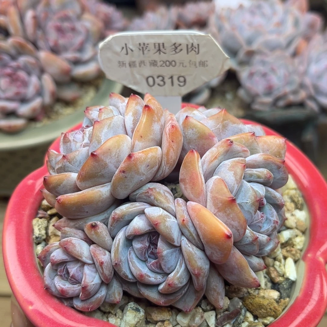 绿底紫心319/9cm5头