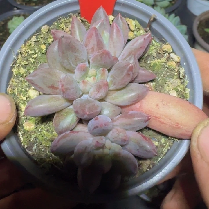 美人锦303多肉植物