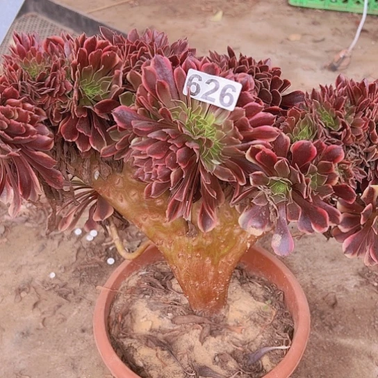 芳***-多肉植物一个欧嘉莉