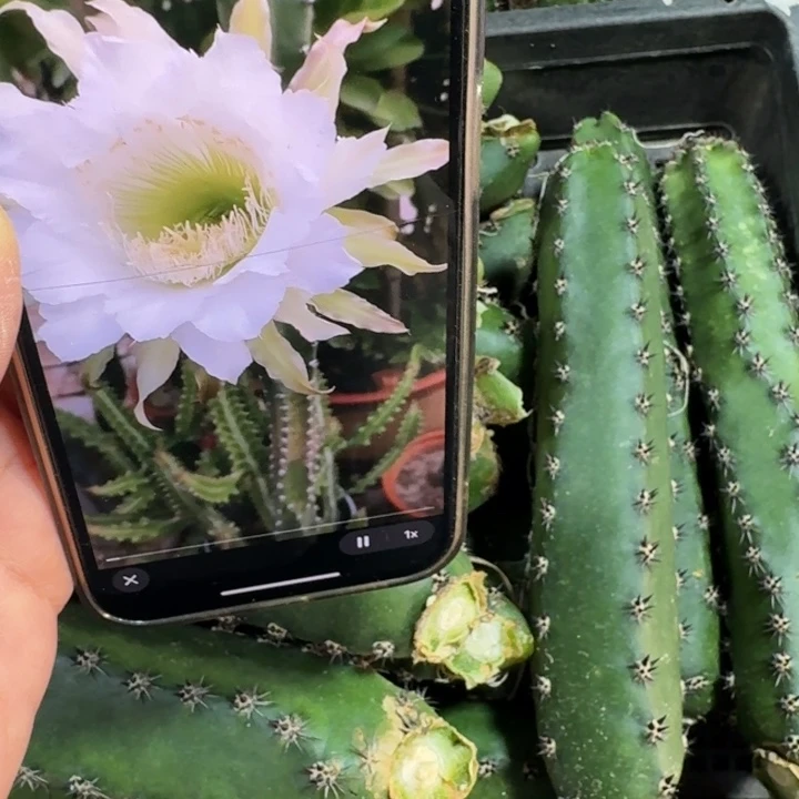 黑刺无根侧牙20公分左右班