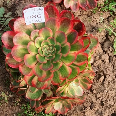 刘*艳3.9-86琳琅多肉植物