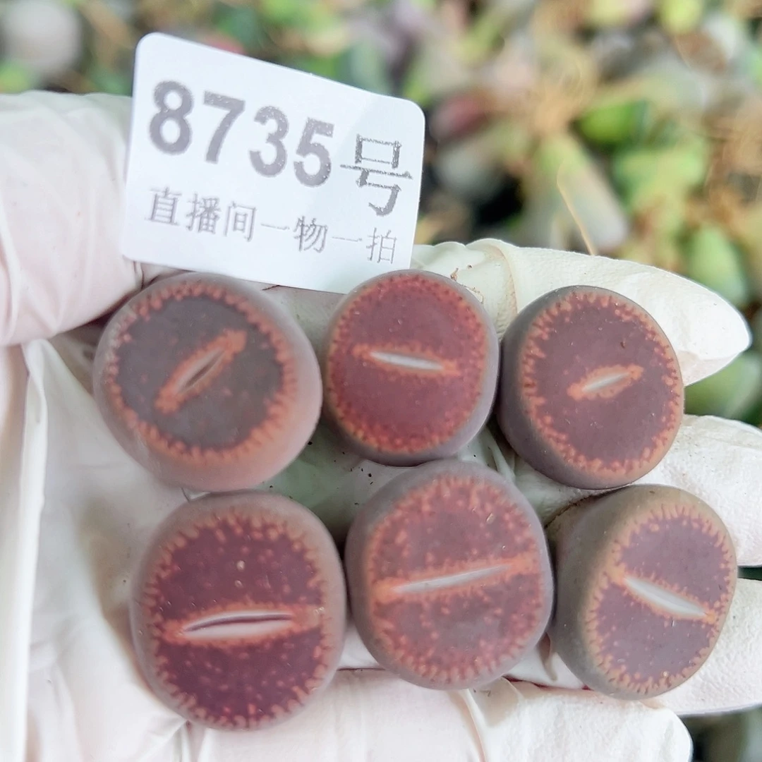 8735 好养易活生石花大母本6个2cm左右