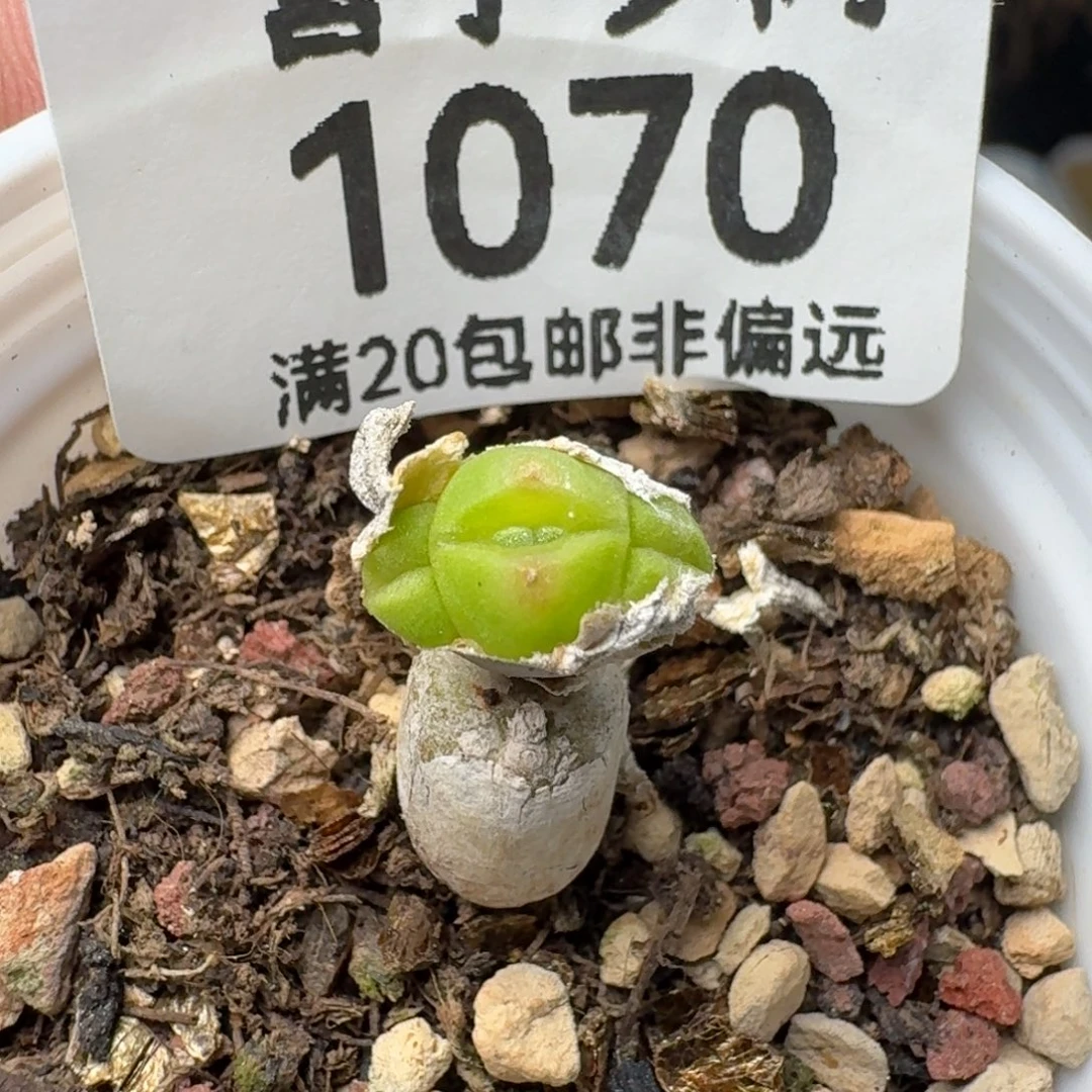 碧光环带盆土。