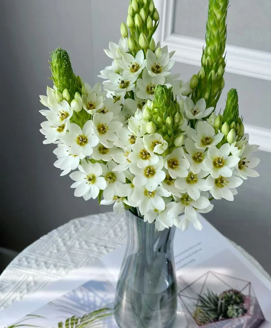 【圣心百合】基地直发家用鲜花 任意拍三单送花艺剪