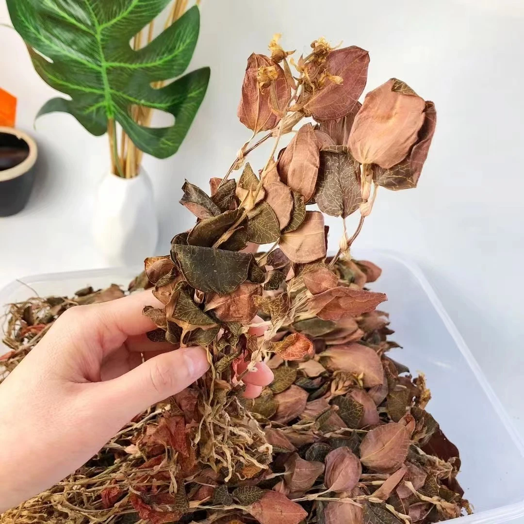 【御膳】金线莲 整株（花胶）