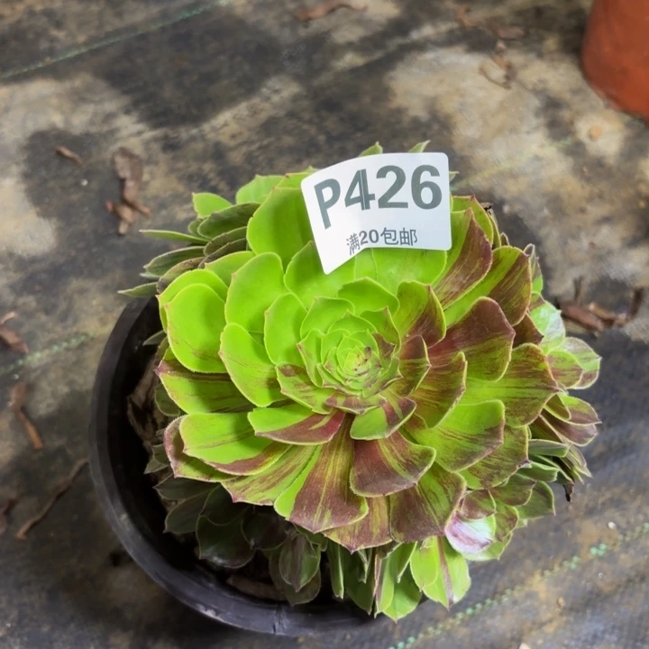 瑞妈多肉植物426.