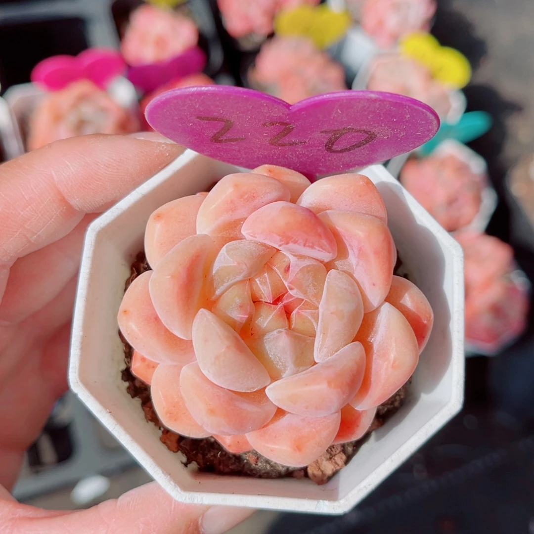 美***夕220号小老桩糖心单头