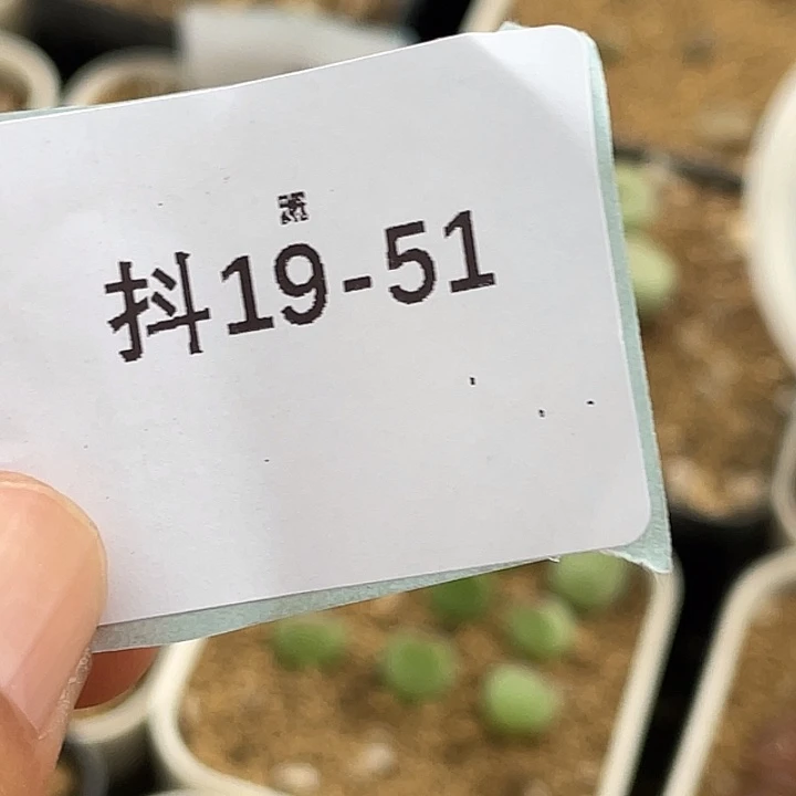 阿***呐19-51草莓斑马苗多肉植物