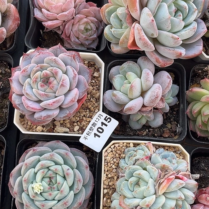 阿雅园艺。     1015六颗