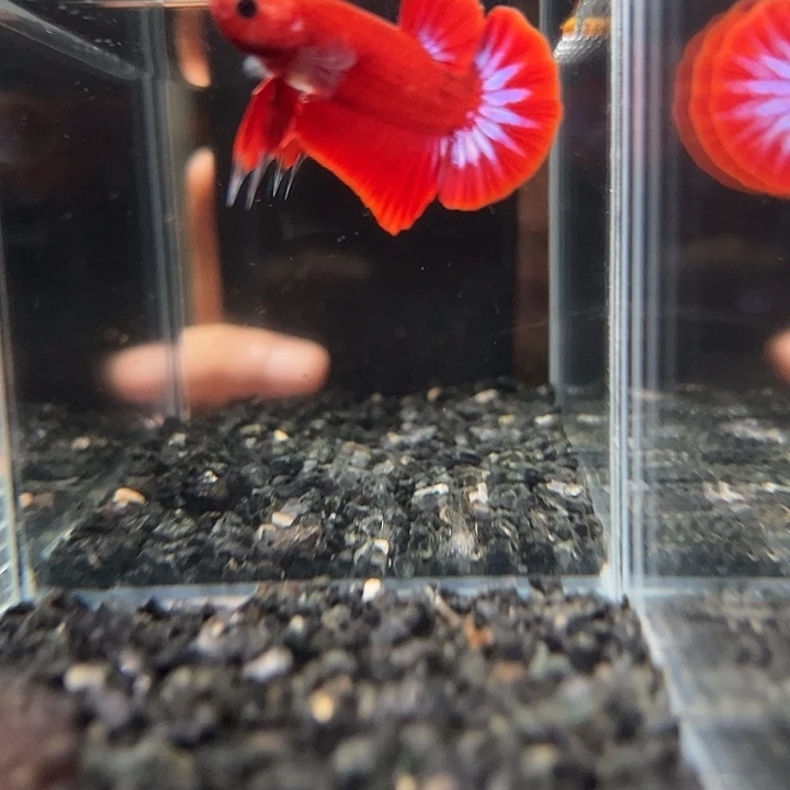 斗鱼一单包邮13日122+136