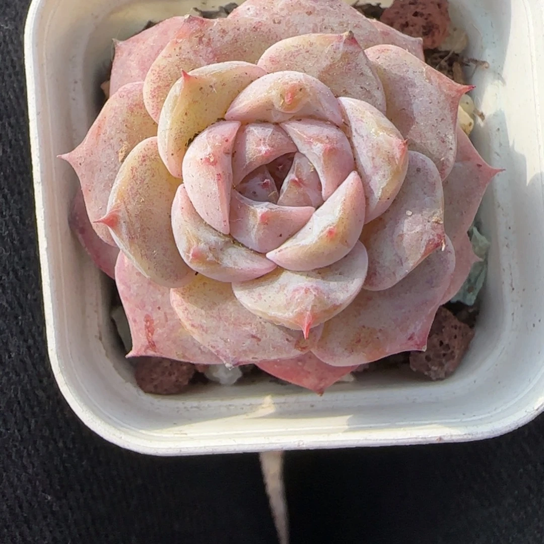 小卡拉米糖心一物一拍