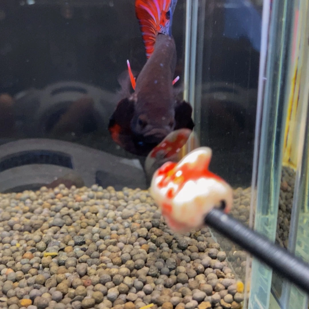 大***梦斗鱼372巨斗11111