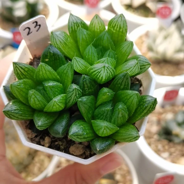 23号实生玉露一物一拍带盆土发货