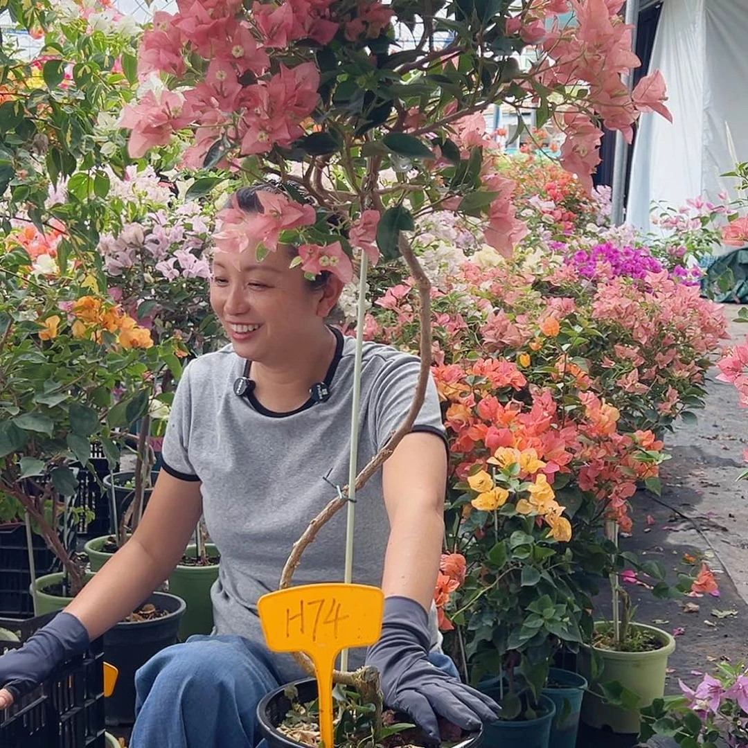 子****大部分花苞少量开放H74卡亚塔