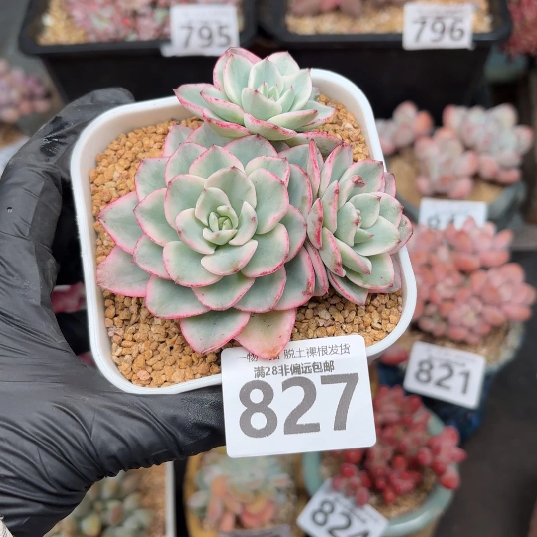 奶油黄桃锦无盆土发货