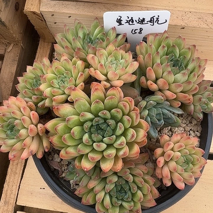 无花朵星际迷航一物一拍