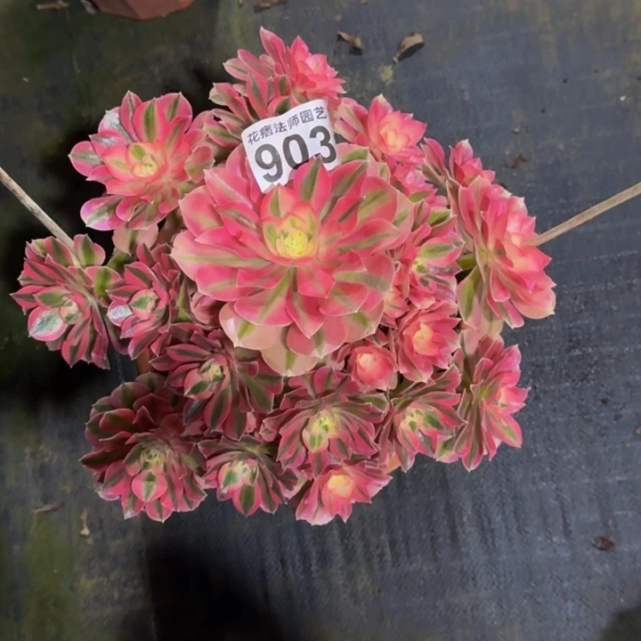 000000903少女心福利价