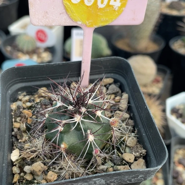 实生达氏青花虾3004000000