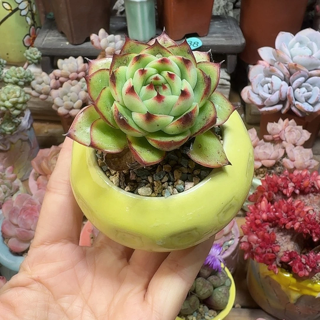 精品 多肉含盆土 一物一拍