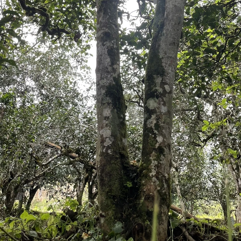 秘境-森林高杆一类树-500年树龄2025年春茶散茶-净含量：100克/包