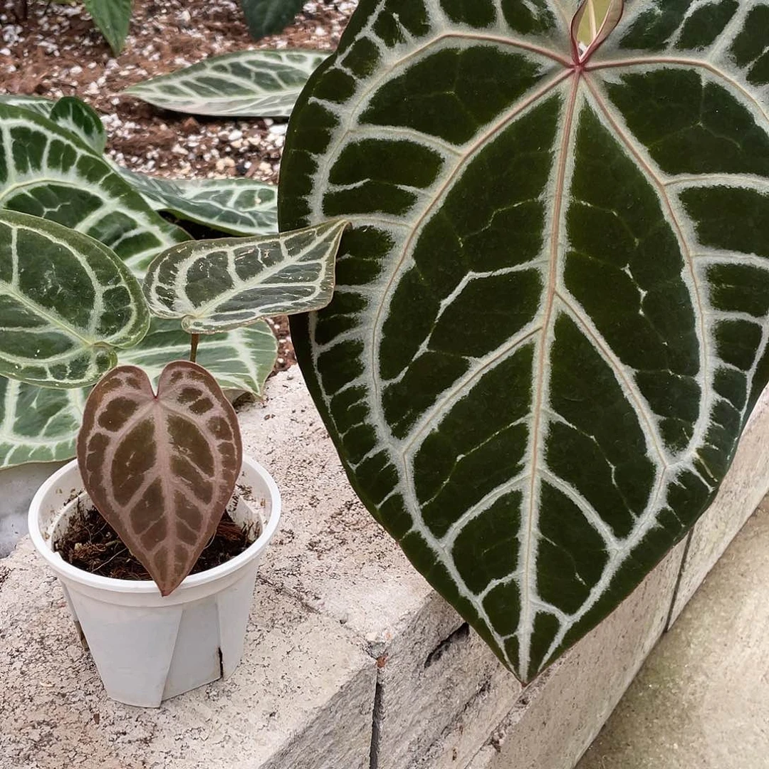 完全开放Skg银杂红