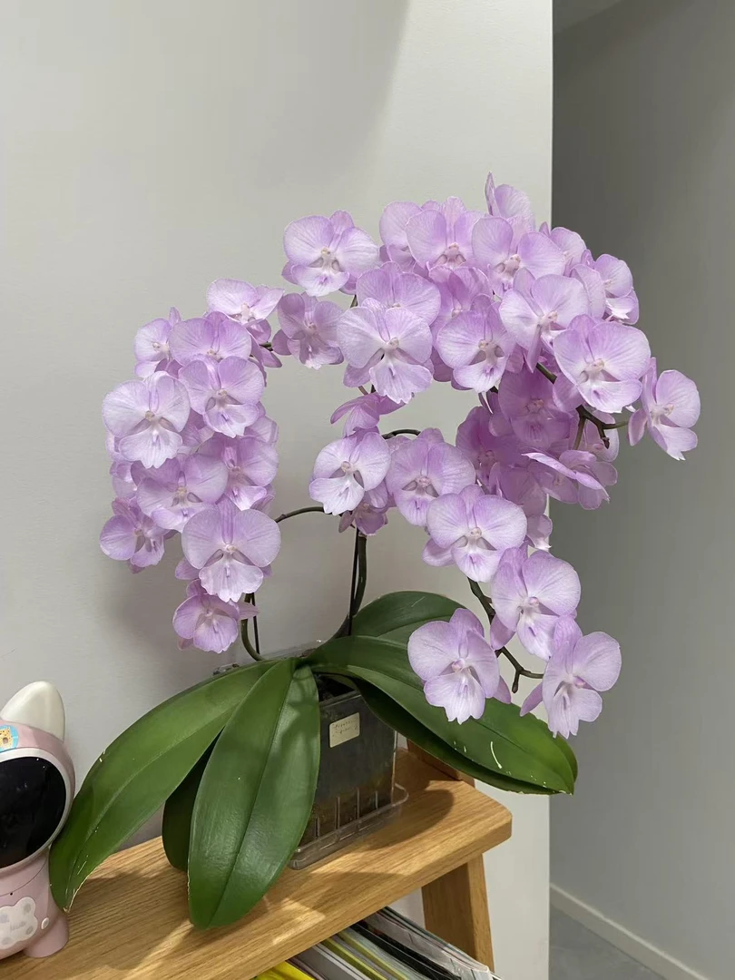 【冷美人蝴蝶兰2花键】蝴蝶兰开花巨好看变异蝴蝶兰