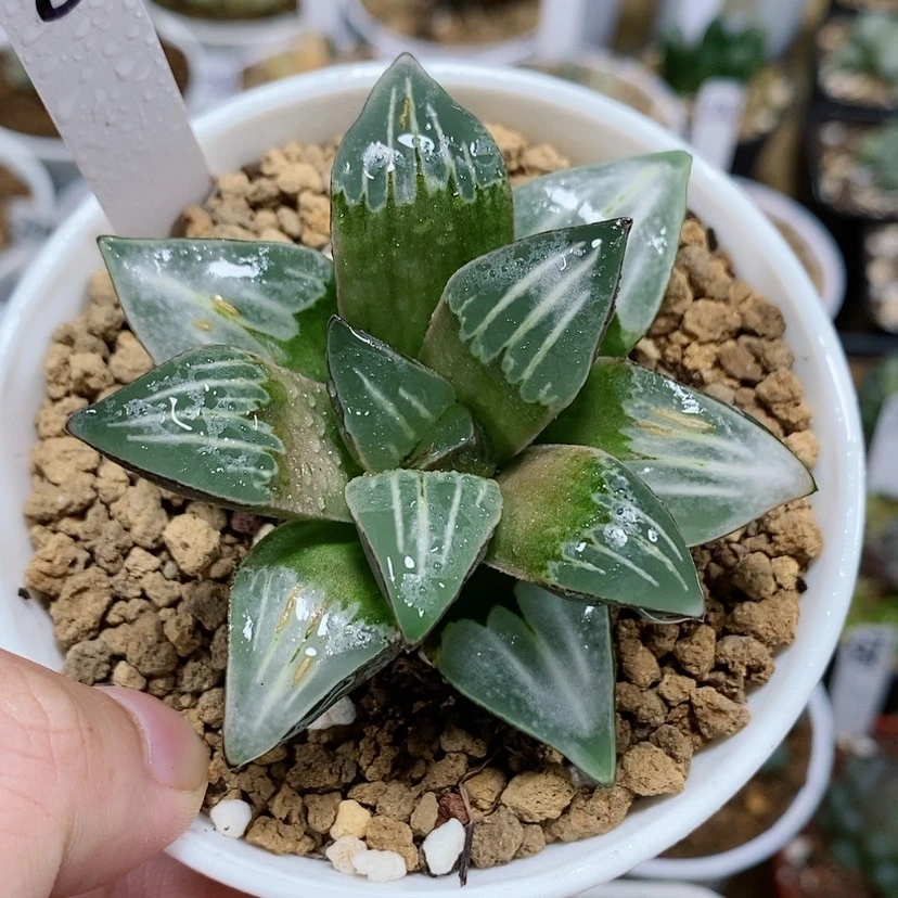 【闪购商品】8白寡妇