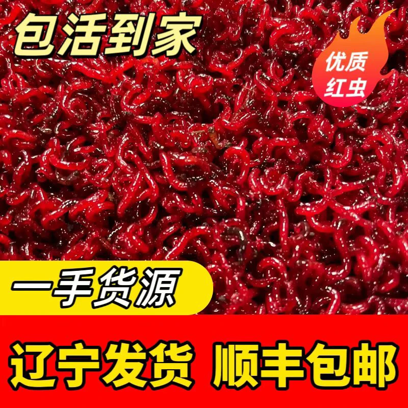 鲜活红虫特大号公虫活体活饵野钓鲫鱼饵料营养丰富