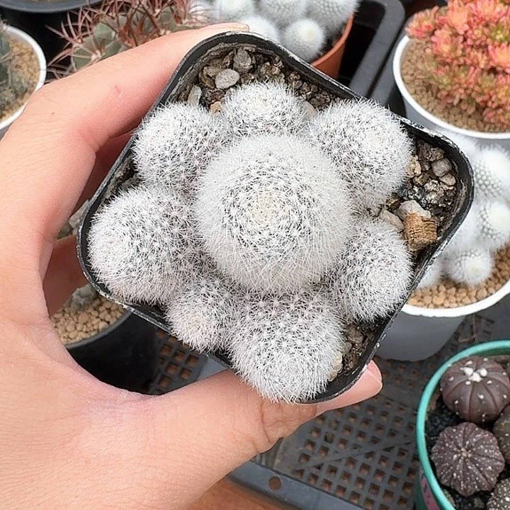 白雪庆典仙人球123