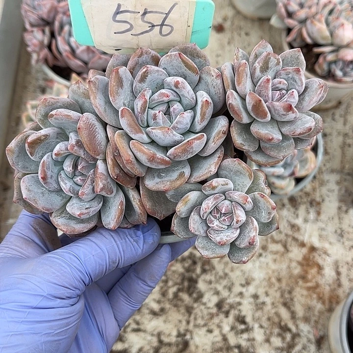 烟***晨紫皮石榴籽星影556