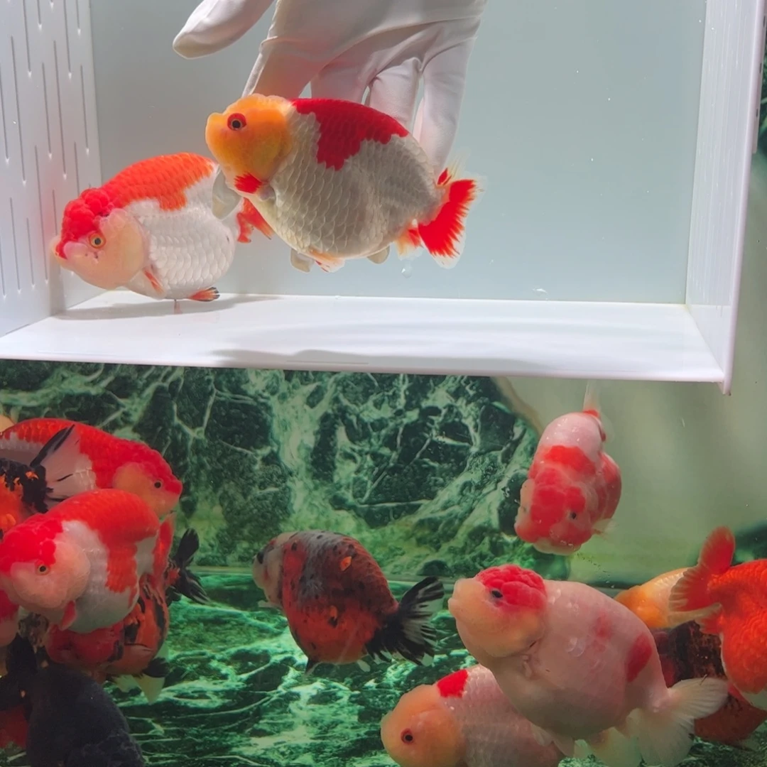 金鱼玉面半背尾巴有瑕疵