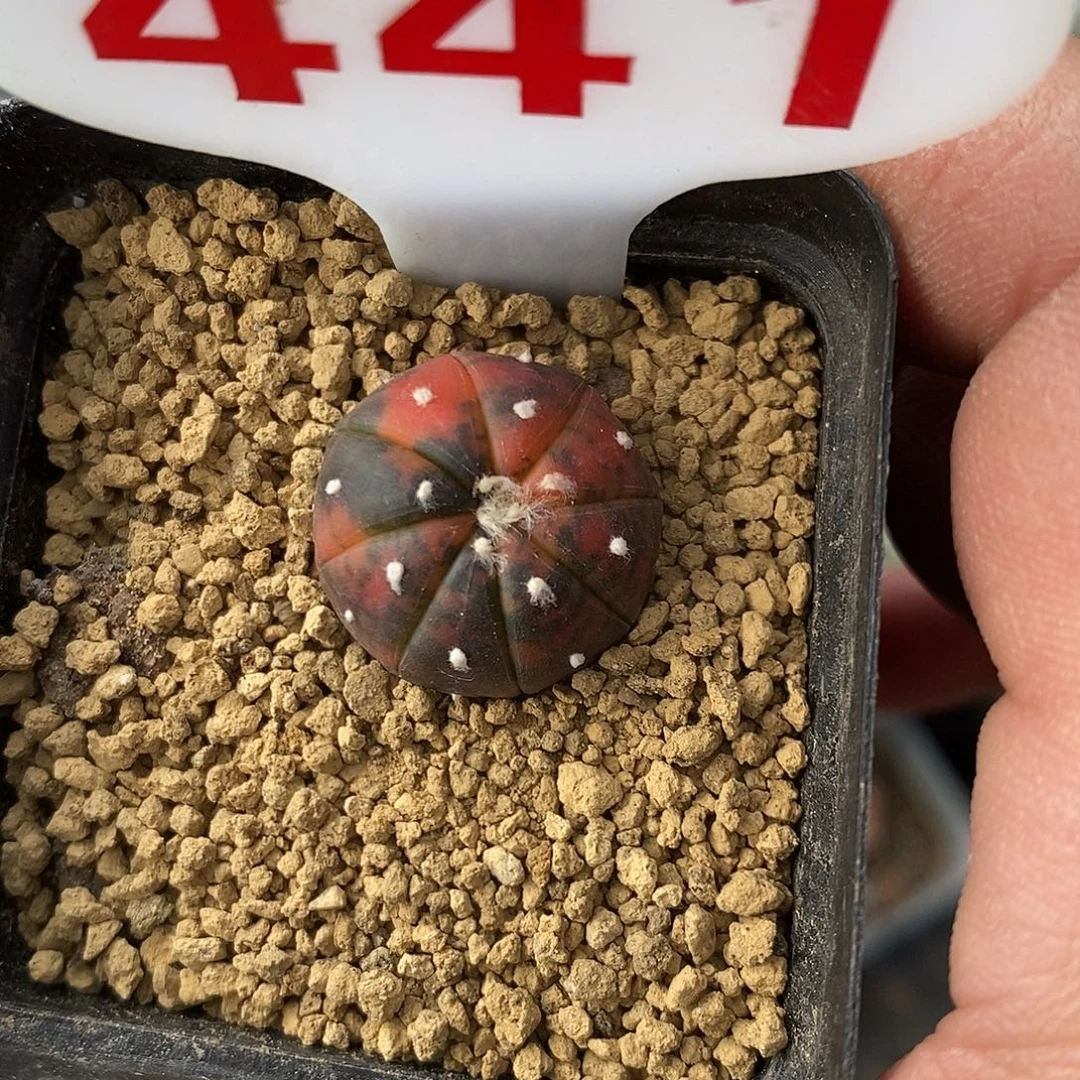 441兜锦福利特价来了打