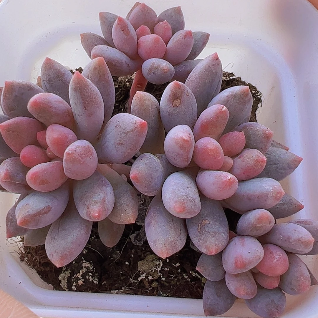 蓝舌香水群19包邮多肉