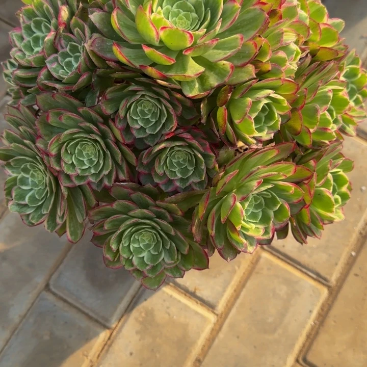 冰*～水晶莲花971肉肉