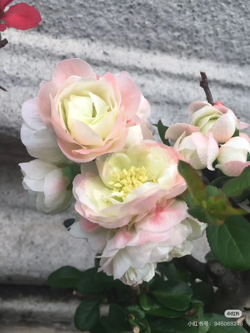 （花仙女）品种变色龙大花彩玉海棠花盆景花卉绿植年宵花