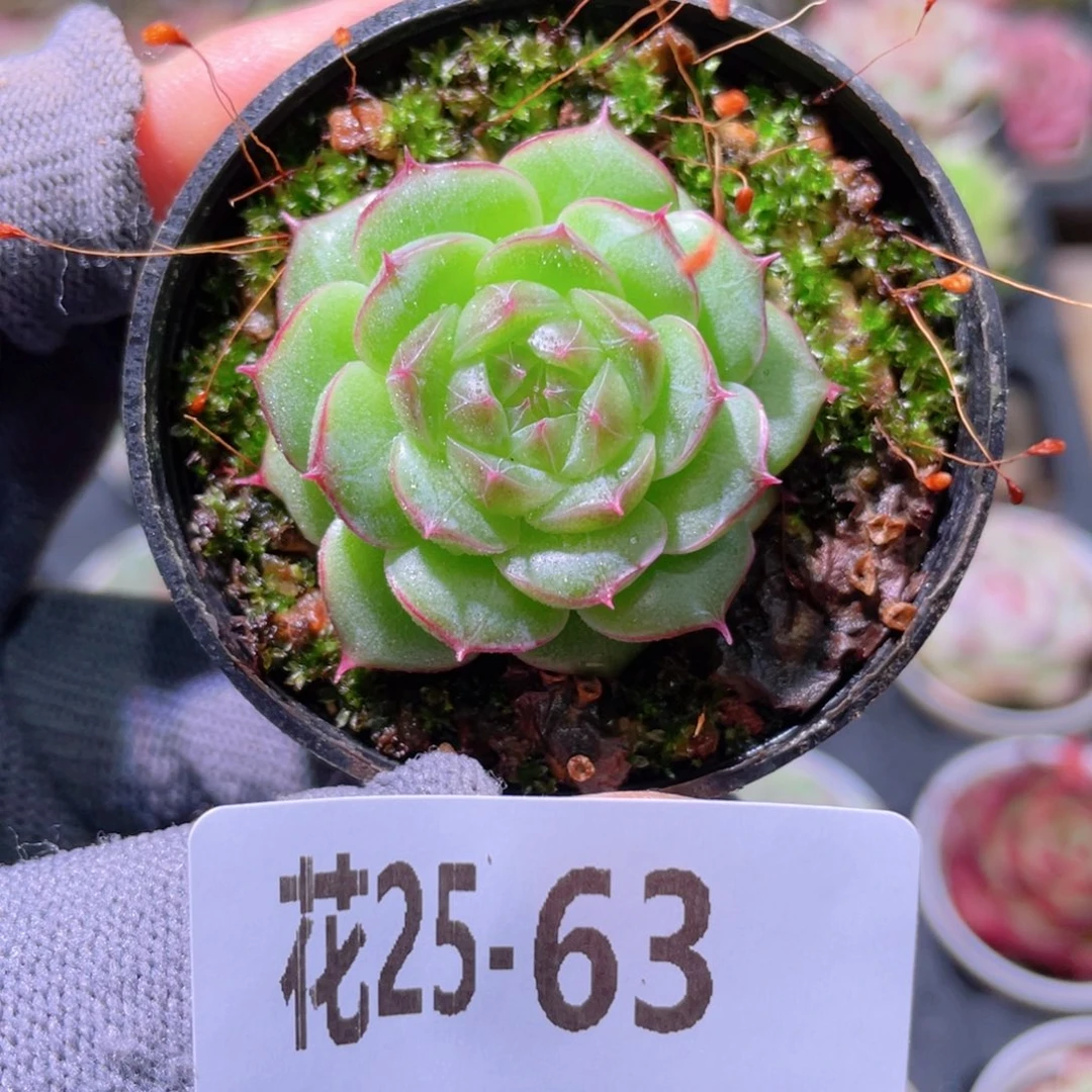 花利美25-63海王