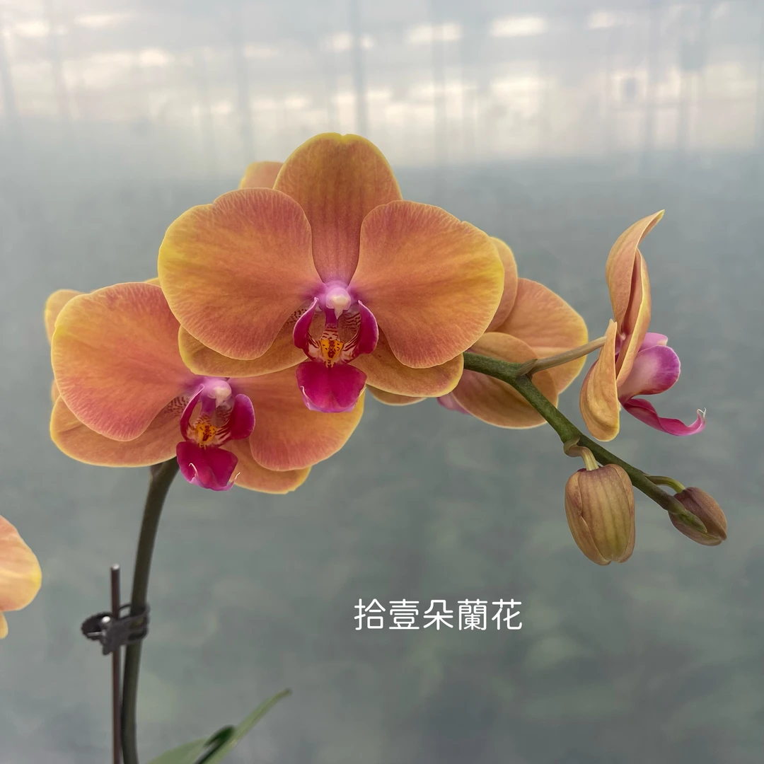 蝴蝶兰【龙来富返祖】3寸开花株