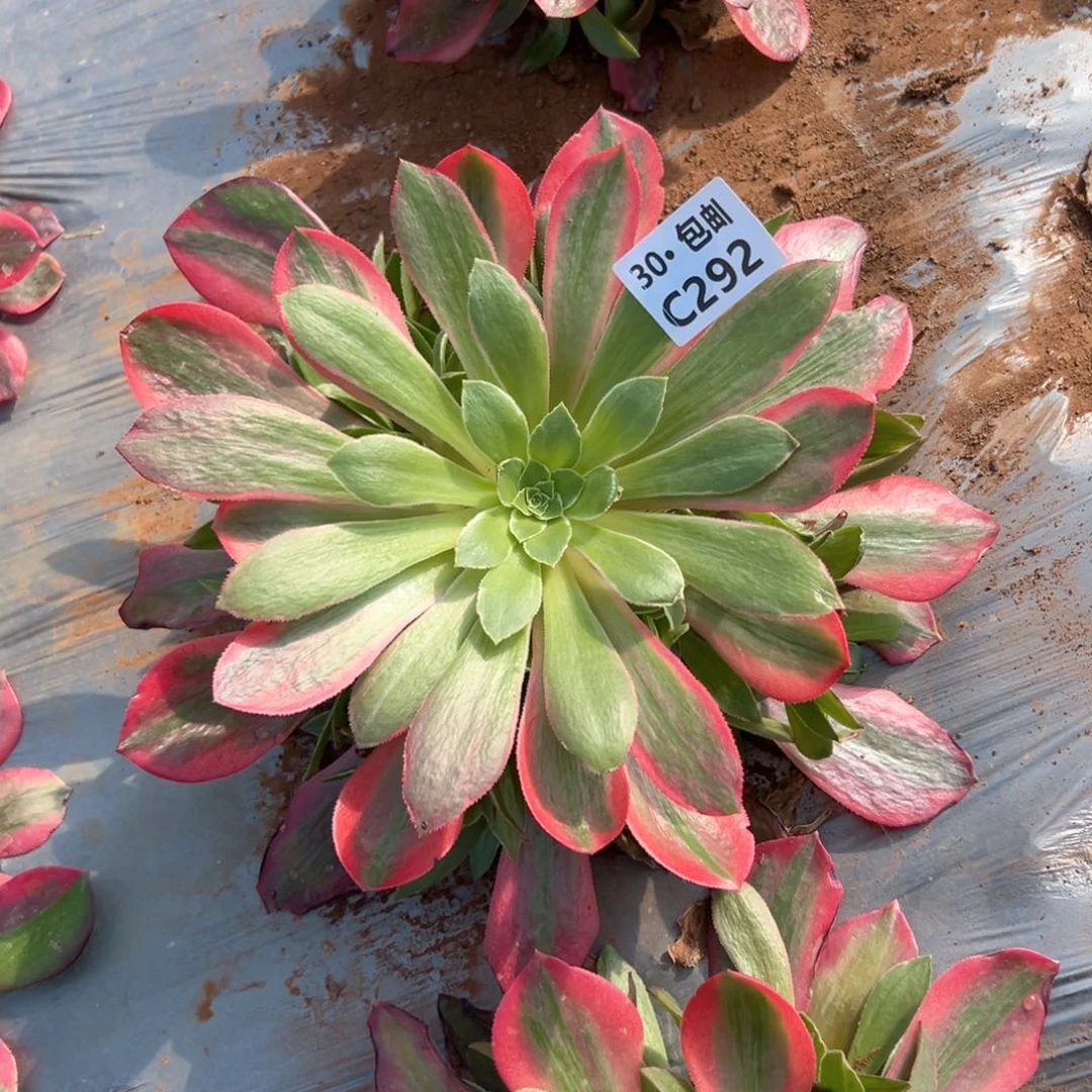 292女妖多肉法师