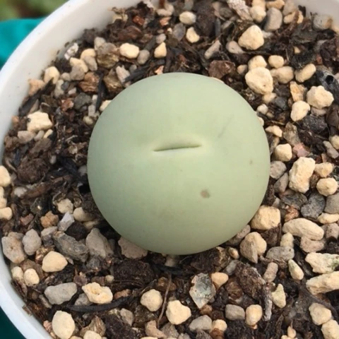 多肉肉锥 2.3Cm 鸽子蛋